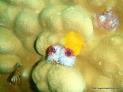Thumbnail for Chrismas Tree Worms